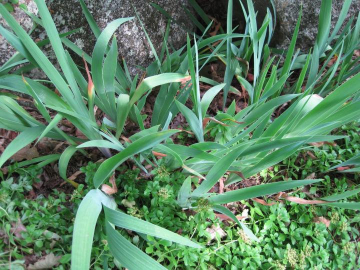 irises and pachysandra. 